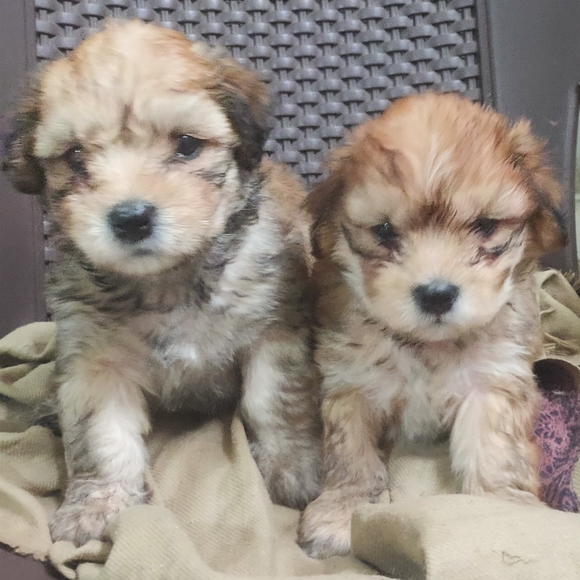 Meet your Posher, Brijesh - Picture 1 of 1